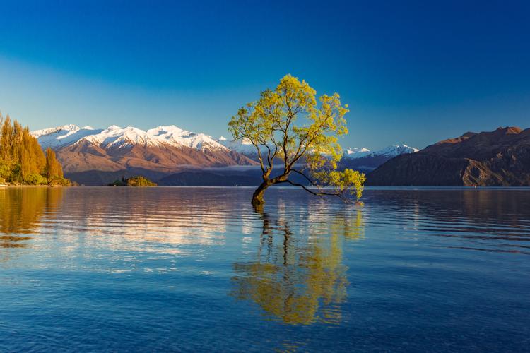 Unique: The Lonely Tree of Wanaka