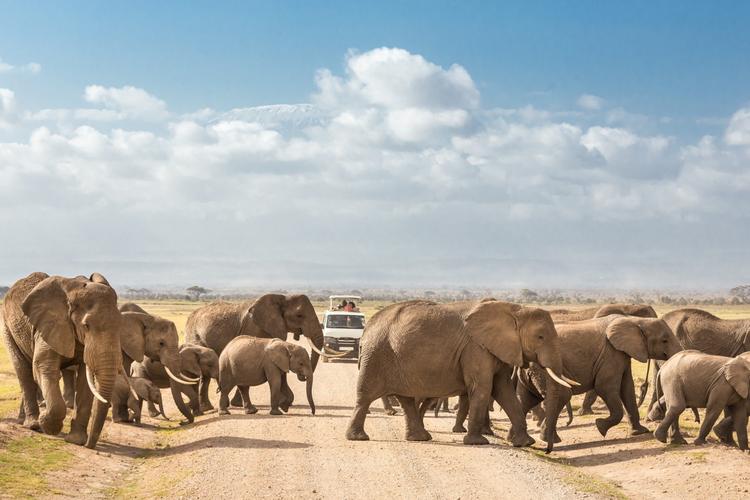 Spotted: Amboselis Elefanten