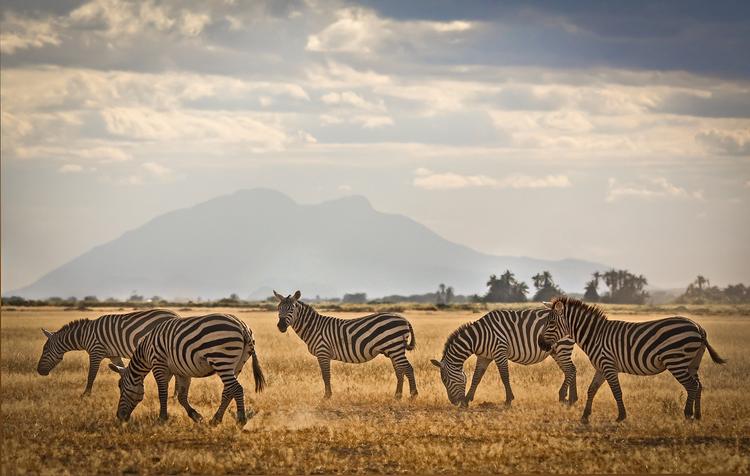 3, 2, 1, Cheese: Zebras im Amboseli Nationalpark