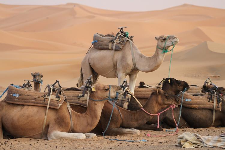 Kamele in der Erg Chebbi Wüste