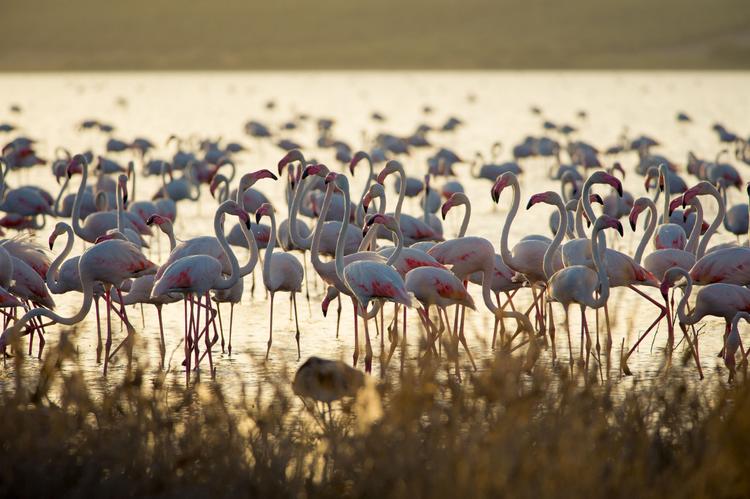 Pinke Flamingos im Sonnenlicht