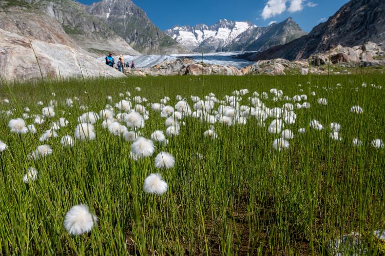 Cottongrass & clouds - Schweizer Alpen