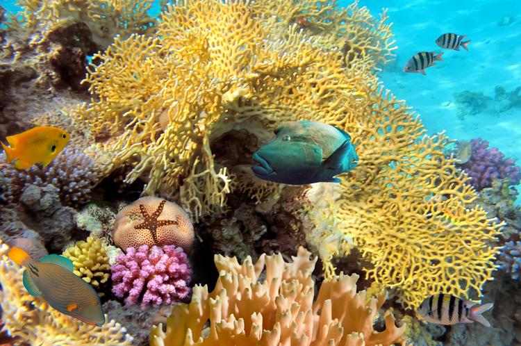 Tropical marine life: Farben über Farben