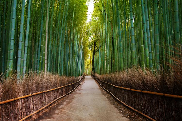 Mystisch in Kyoto: Umgeben von Bambus