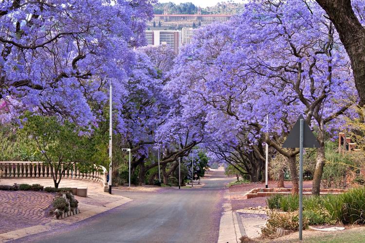 Pretoria: Im violetten Kleid
