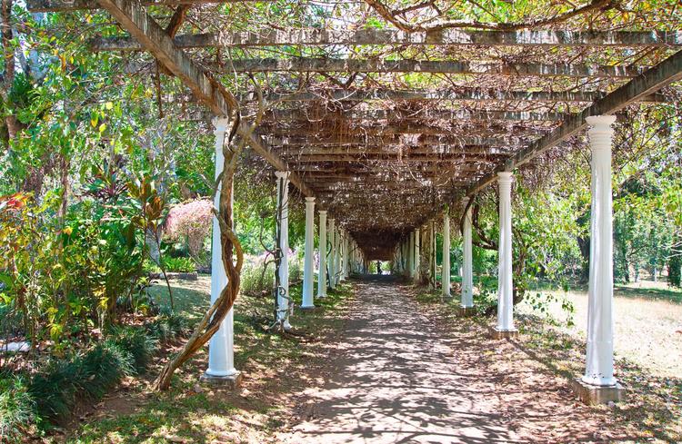 Pflanzenkorridor: Die Gärten von Peradeniya