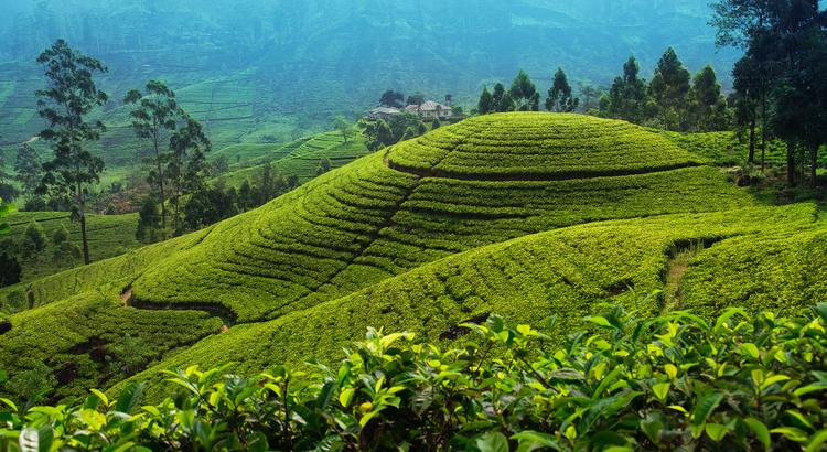 Grün, grüner, Sri Lankas Teeplantagen