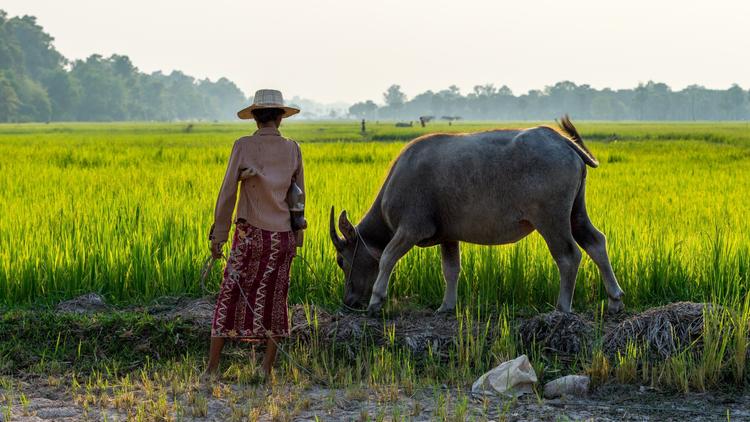 Siem Reap: Leuchtende Reisfelder 