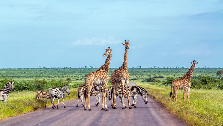 Vorfahrtsregeln auf Safari