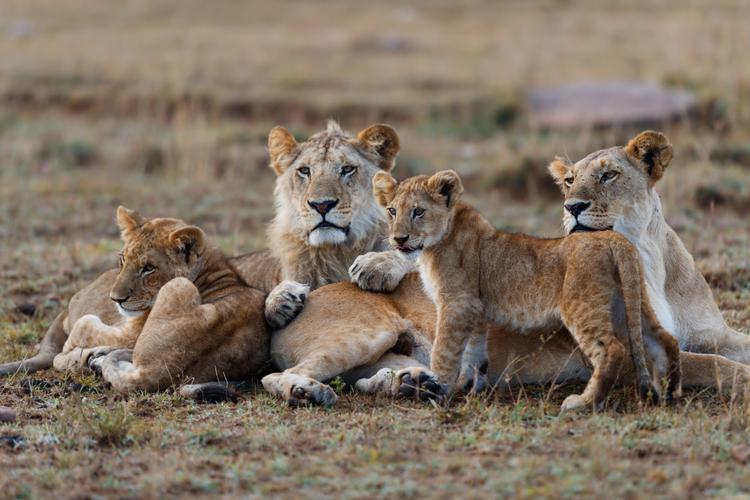 Löwenfamilie in der wilden Natur