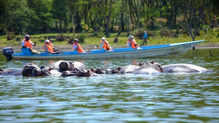 Lake Naivasha: Den Hippos so nah! 