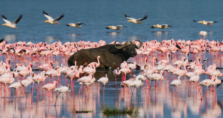 Lake Nakuru: Buntes Wildlife! 