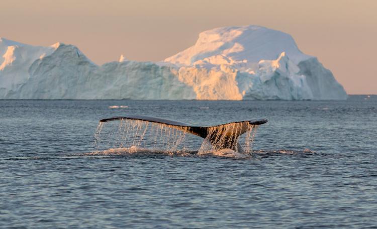 Flossen hoch: Mächtige Wale