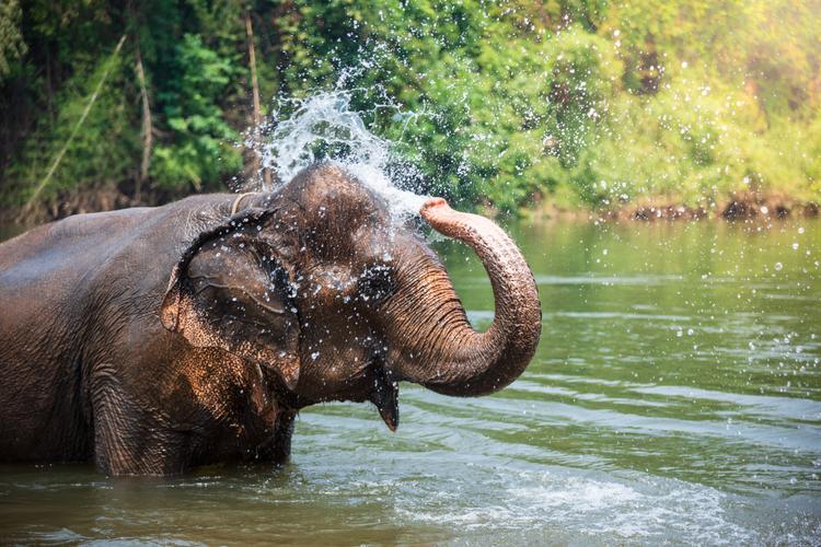 Einmalig: Wasserspaß der Elefanten