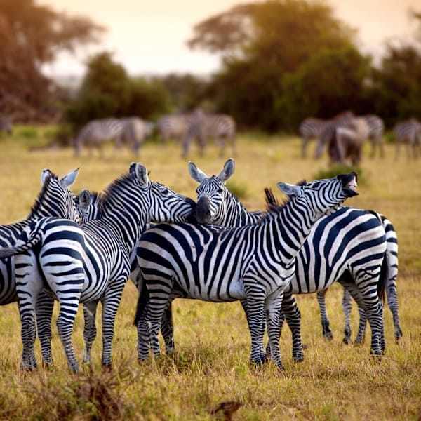 All around South Africa: Vom Kap zur Krüger-Safari  