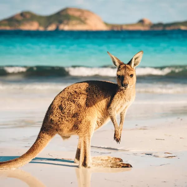 Australië vanlife: roadtrip langs de oostkust