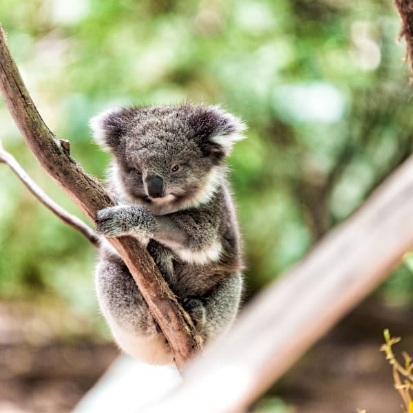 Australisch vanlife: east coast & beachside bliss