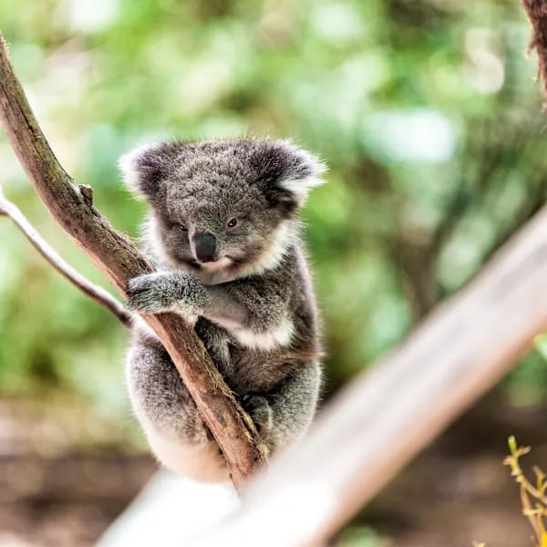 Australisch vanlife: east coast & beachside bliss