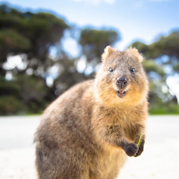 Australien Cityhopping: Von Cairns über Sydney bis Perth