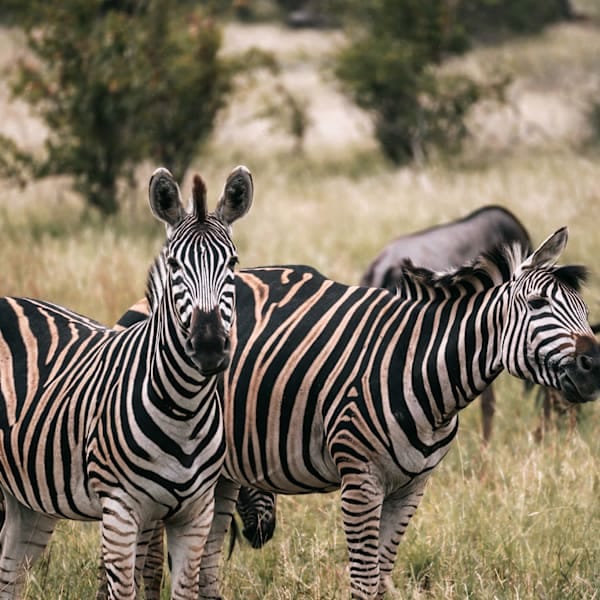 Südafrika by LisaxDaniel: Krüger meets Cape Town