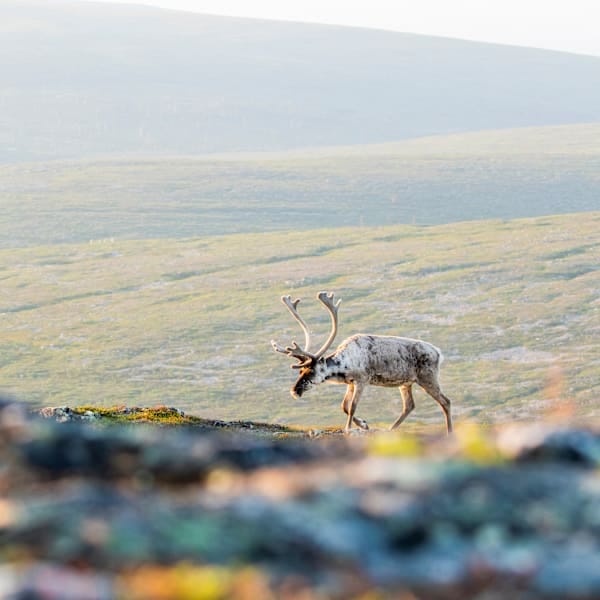 Lappland Roadtrip: Im Licht der Mitternachtssonne