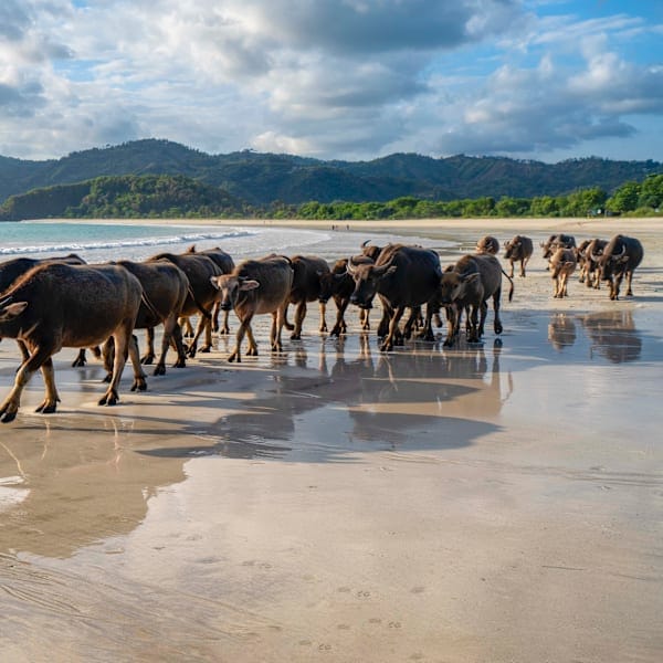 Bali, Gili & Lombok: Vom Sunrise Hike ins Surfparadies
