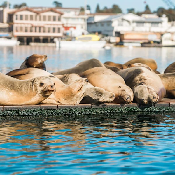 Explore California: Roadtrip Dreams & National Wonders!