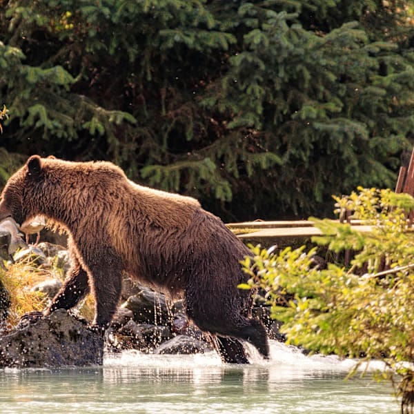 Canada's West: Rockies road trip to cowboy country