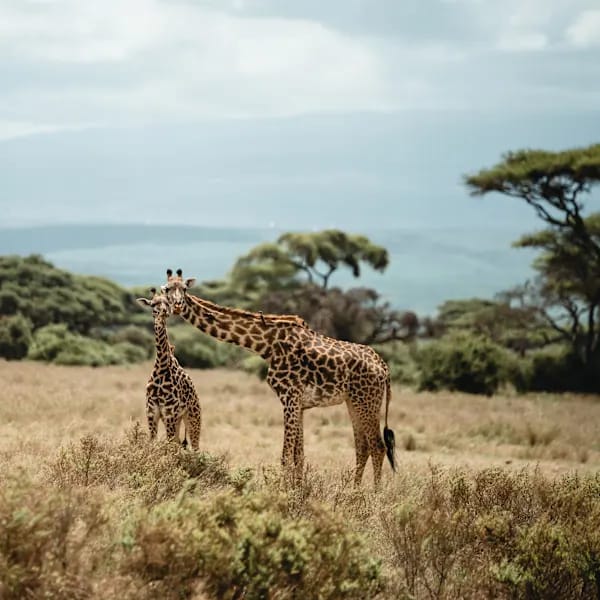 Tanzania and Zanzibar: Glamping with the Big Five