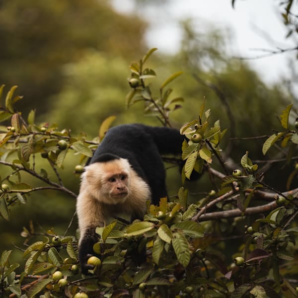 Costa Rica Roadtrip: Jungle Nights & Pura Vida!