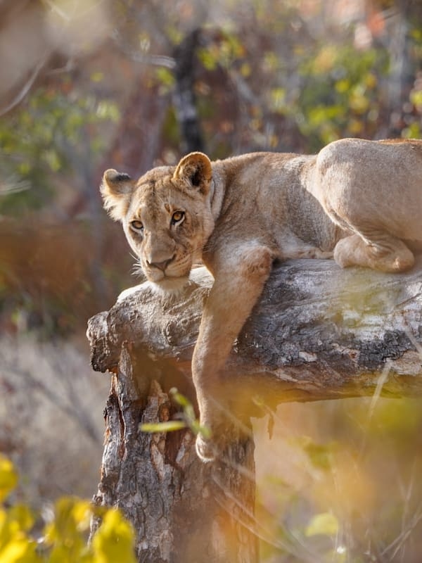 Südafrika Safari Abenteuer