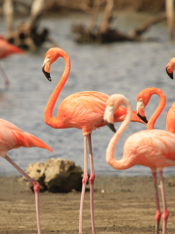 Miami, Bonaire and Curaçao