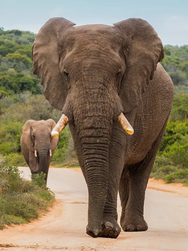 Trip card background image