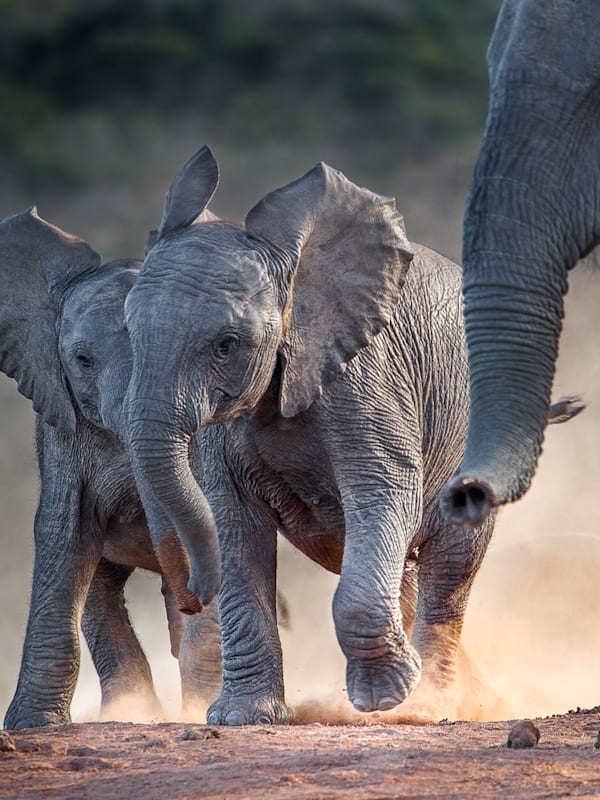 Südafrika & Mauritius