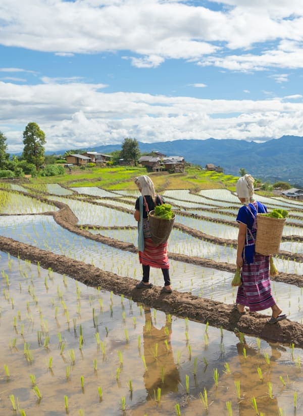 Thailand avontuur: van bergstammen tot eilandhoppen