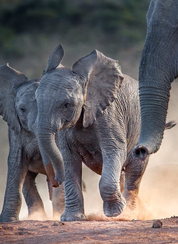 2 for 1 Zuid-Afrika: roadtrip via de Tuinroute naar wildlife