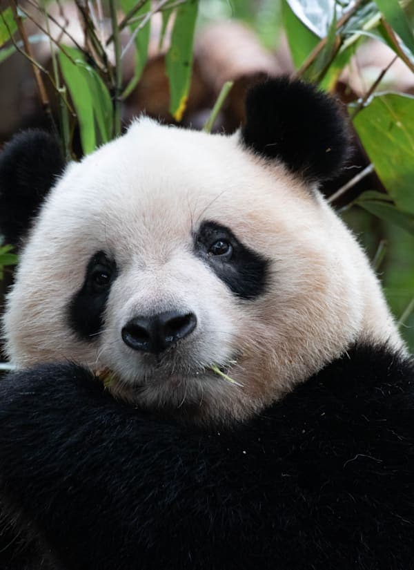 China roept: van grote muur tot schattige panda's