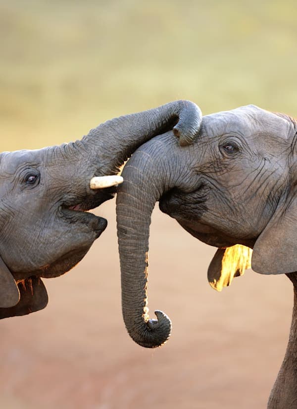 Ontdek Zuid-Afrika: via de Tuinroute naar de big five