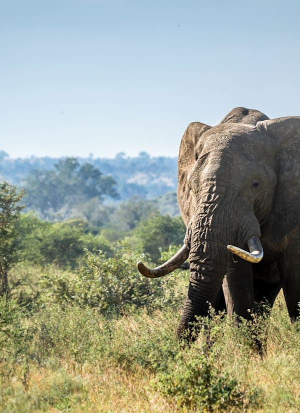All around Zuid-Afrika: van Kaap naar Krugerpark