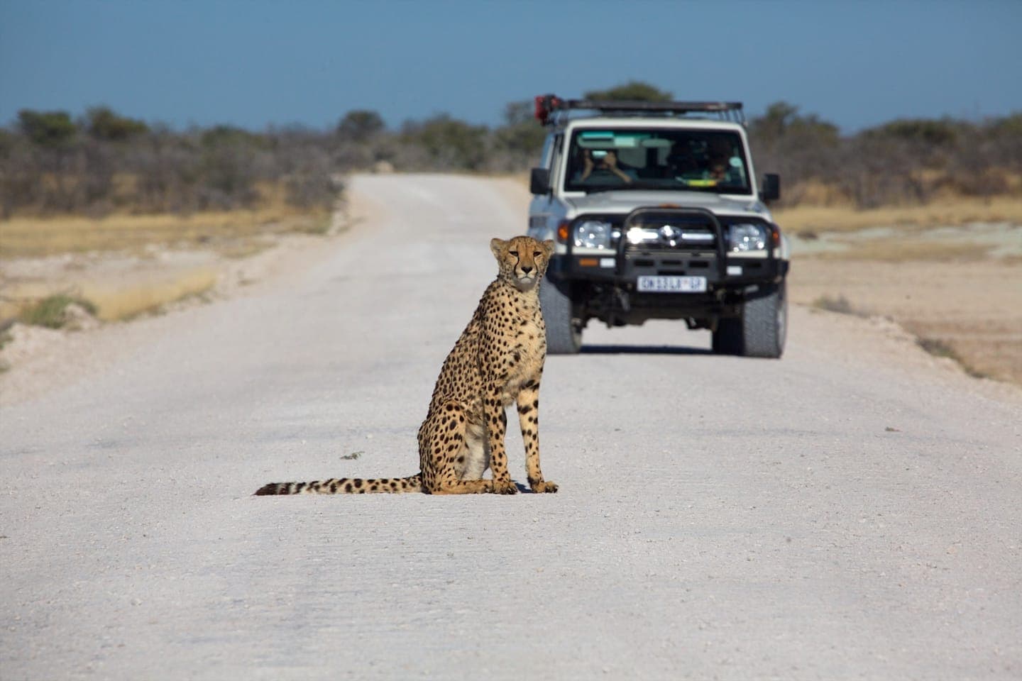 Ganztägige Safari im Etosha Nationalpark thumbnail