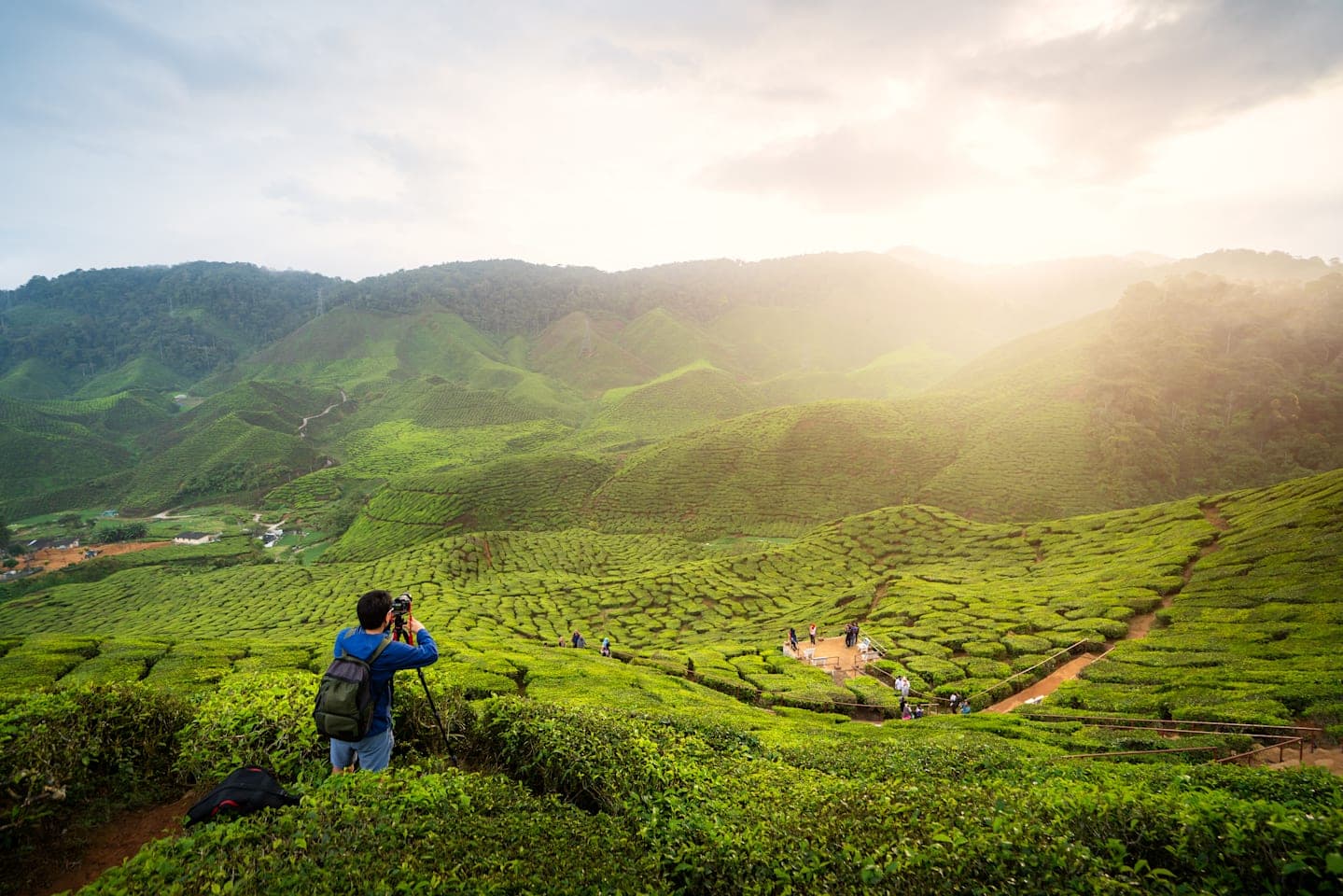 Ganztägige Tour in die Cameron Highlands thumbnail