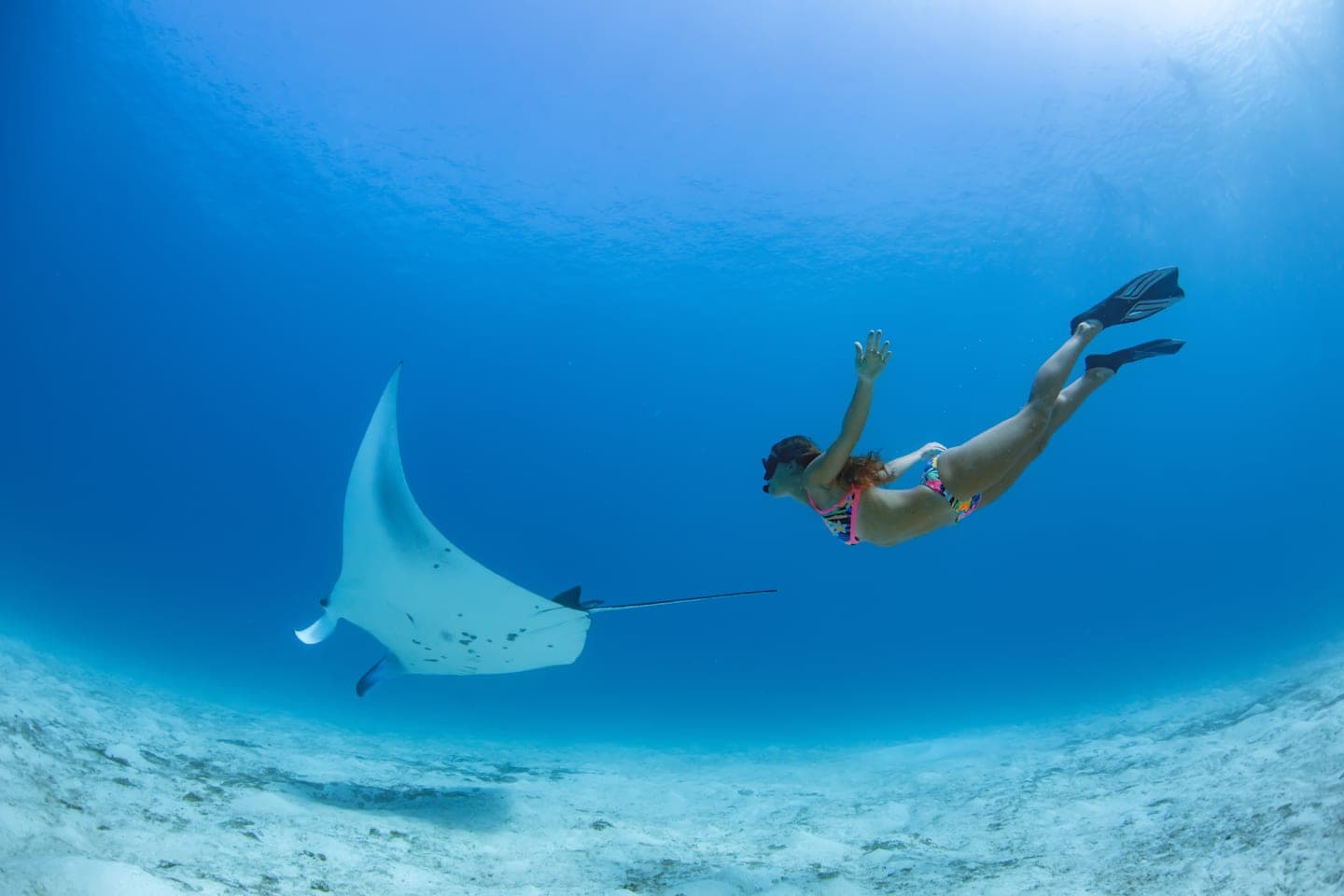 Schwimmen mit Mantarochen am Ningaloo Reef thumbnail
