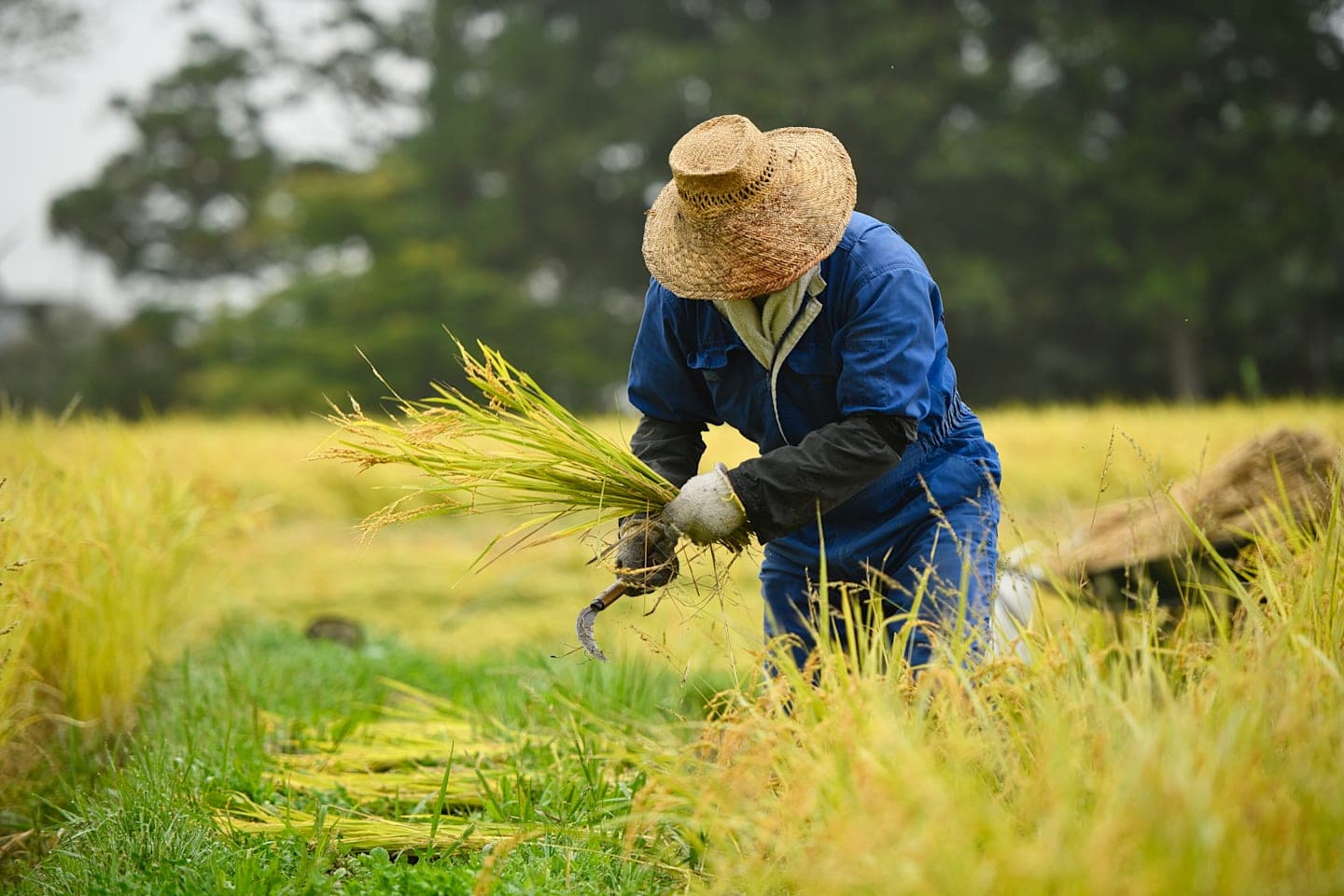 Rice Experience ab Luang Prabang thumbnail