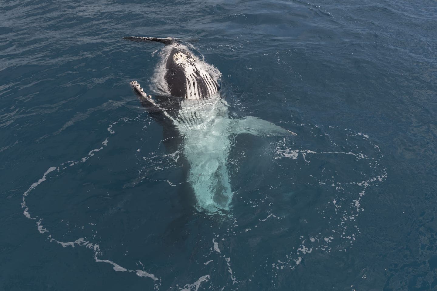 Whalewatching in Mooloolaba thumbnail