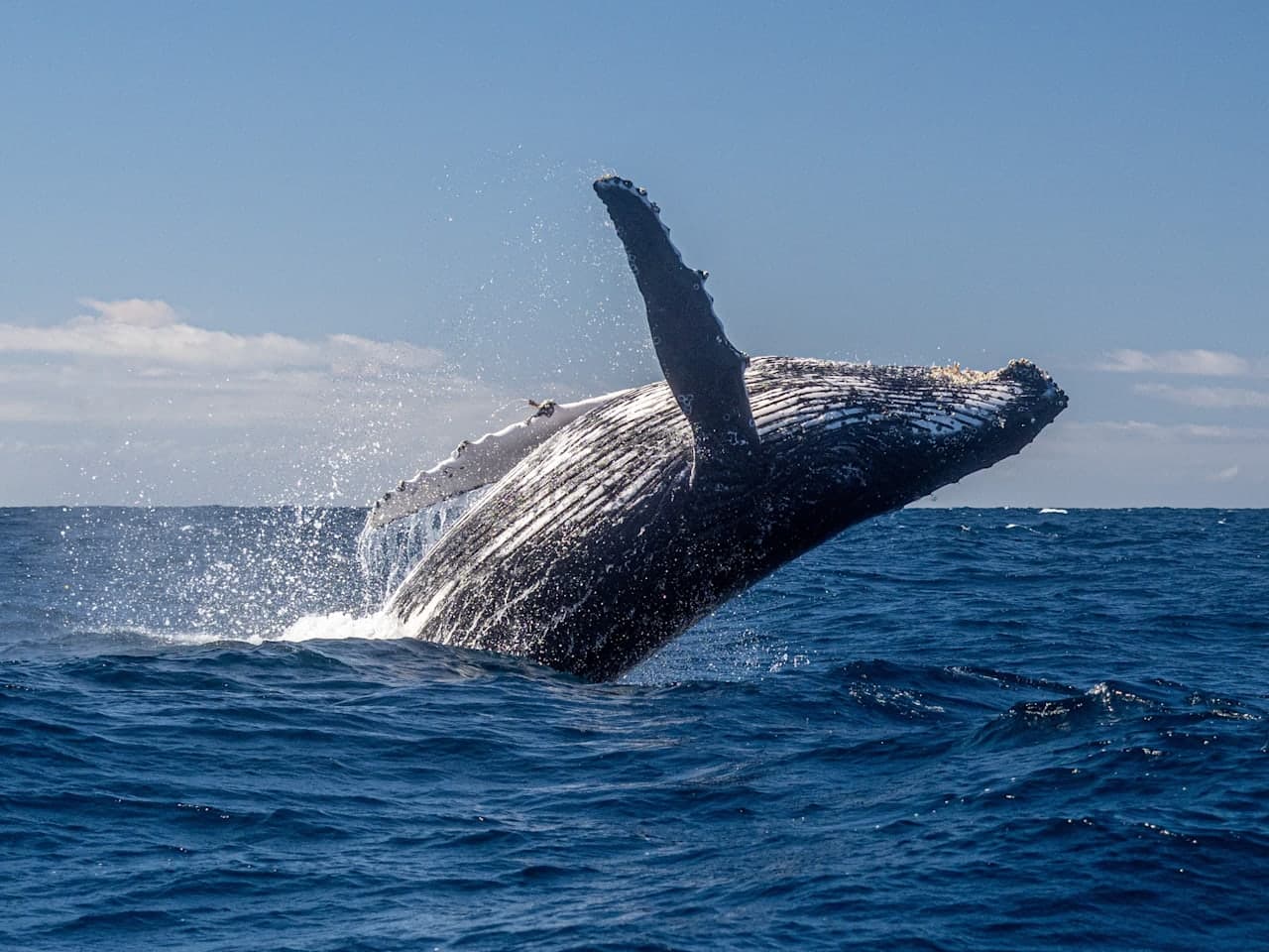 Delfin- und Walbeobachtungstour ab Dingle thumbnail