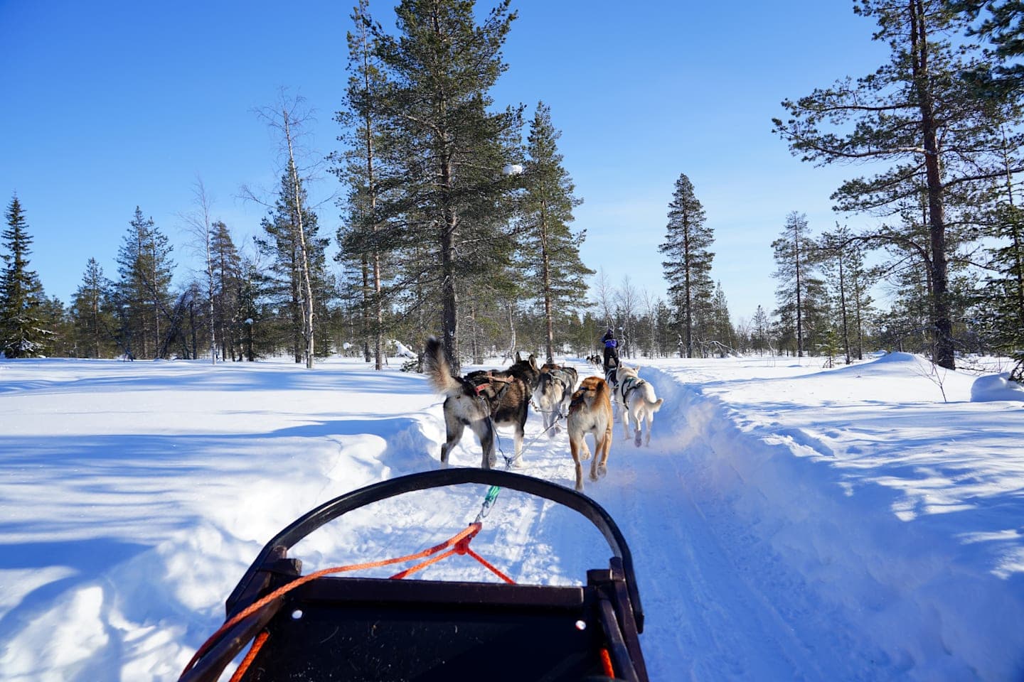 Huskyfarm & Schlittenabenteuer thumbnail