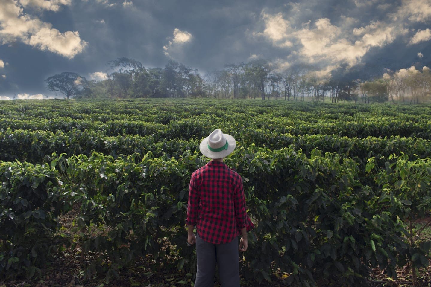 Ganztägige Tour zur Kaffeefarm Hacienda Coloma in Fusagasugá thumbnail
