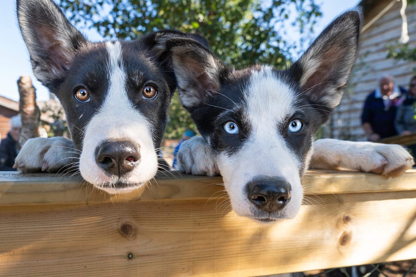 Spaziergang mit Huskys & Besuch einer Huskyfarm thumbnail