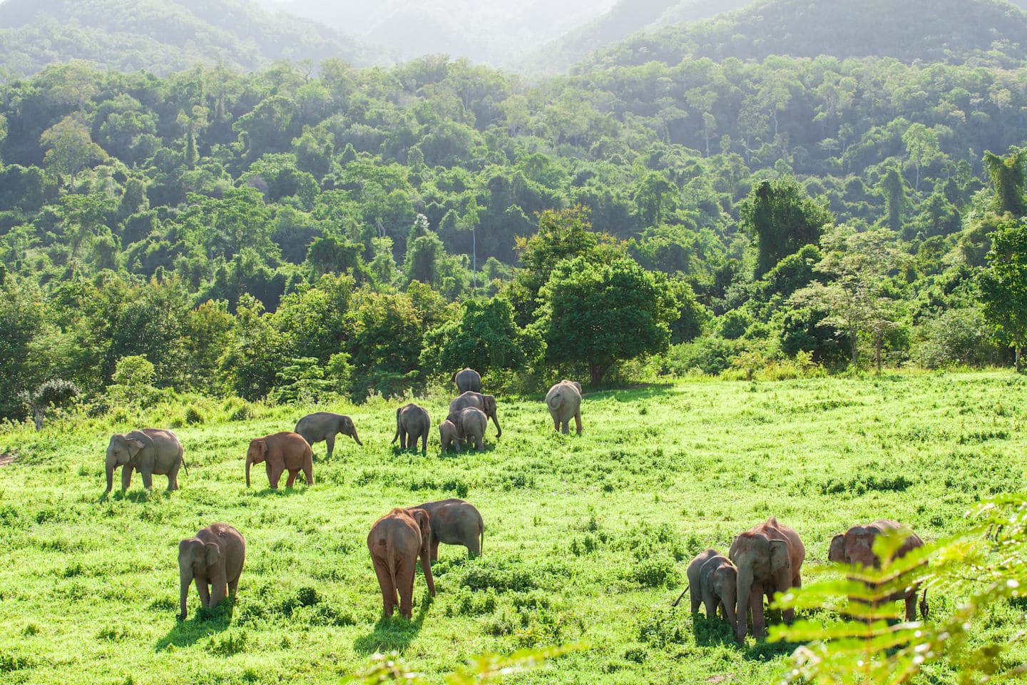 Halbtägige Elefanten-Safari im Kui-Buri-Nationalpark thumbnail