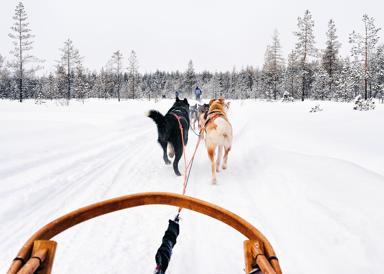 Husky-Schlittenfahrt durch Lapplands Wildnis thumbnail
